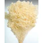 Dried Baby's Breath Colors - Dried Gypsophila