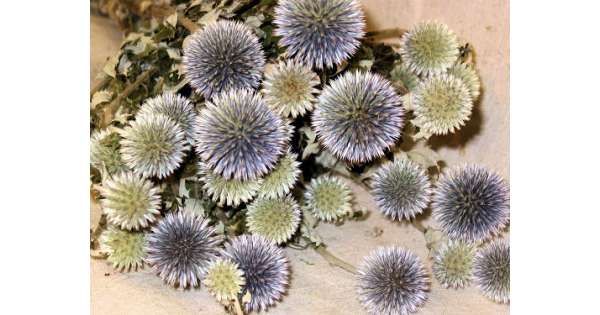 Dried Echinops Ritro in Natural, Dried flowers for home décor, Wedding –  SolaFlowerStore