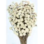 Dried Floral Button Flowers - Natural Color