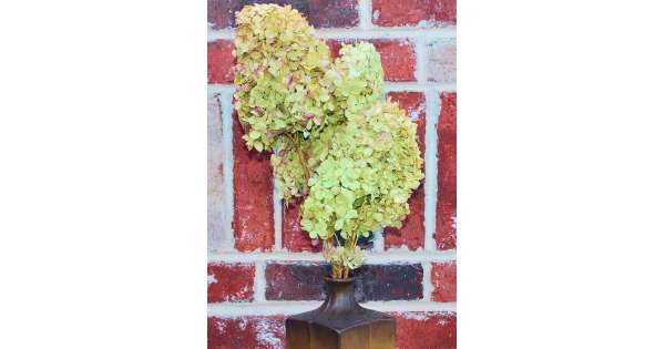 Dried Hydrangea Flower Bunch - Limelight Color