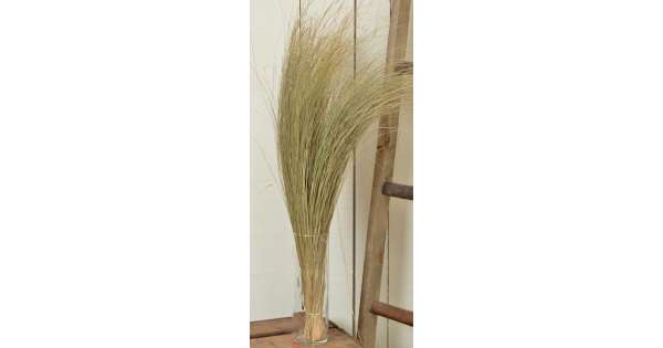 Dried Dune Grass - Ornamental Dune Grass