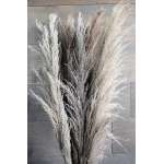 Dried Ornamental Pampas Grass - Dark Feather Stem