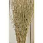 Meadow Grass - Meadowgrass, Meadows Grasses