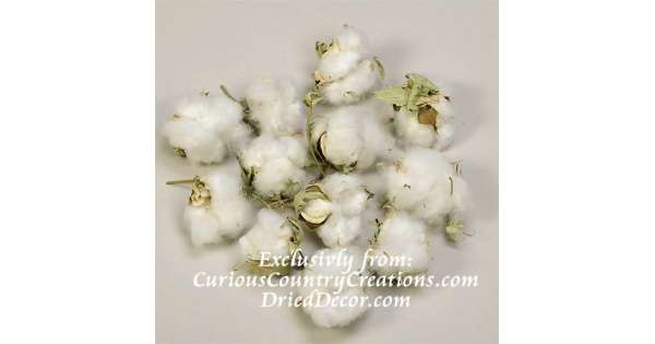 Natural Cotton Bolls (12 Bolls) - Save-On-Crafts