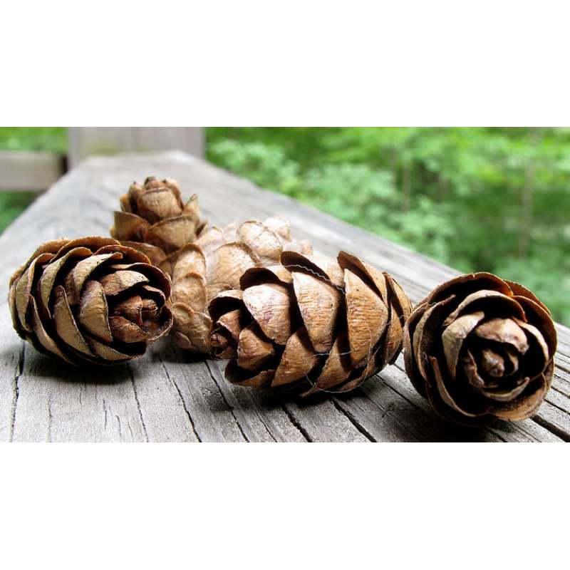 Knobcone Pine Cones, Small Size (2-3)