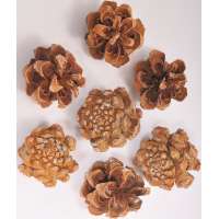 6pcs Pinecone Picks Dried Flowers Natural Pine Cones Nuts For