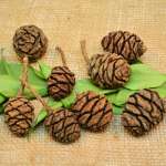 Sequoia Cones - Sequoia Pine Cones