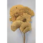 Dried Sponge Mushroom - Stemmed