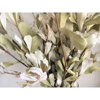 Buy Large Bunch of Integrifolia, Greenery for Vase, Wreath Making Supplies,  Green Foliage, White Foliage, Dried Greenery, Dried Leaves Online in India  