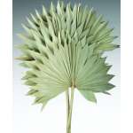 Dried Sun Palm Leaf Fans