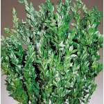 Dried Boxwood - Naturally Preserved