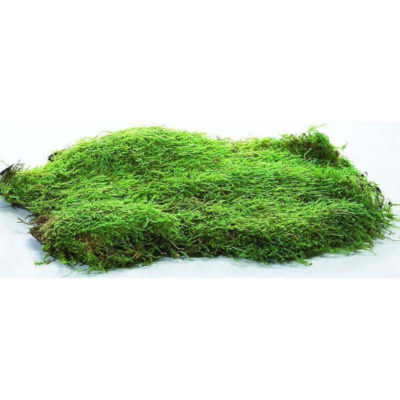 Stabilized Sheet Moss | Flat Moss | Preserved Moss | Decorative Moss