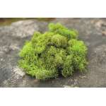 Preserved Reindeer Moss