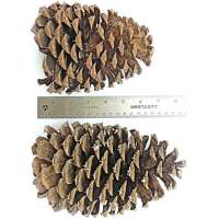 Black Spruce Cones Small Pine Cones Pine Cones Tiny Pine Cones Natural  Decor Bowl Filler 