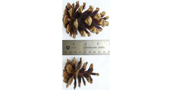 Pinecone Seconds - Large and Small