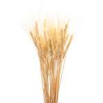 Dried Wheat Bunch - 8 oz blond