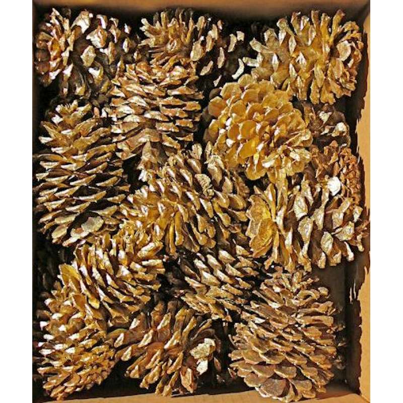 Strobus Natural Pine Cones (White Pine Cones) - Case of 300 Pine Cones by Dried Decor