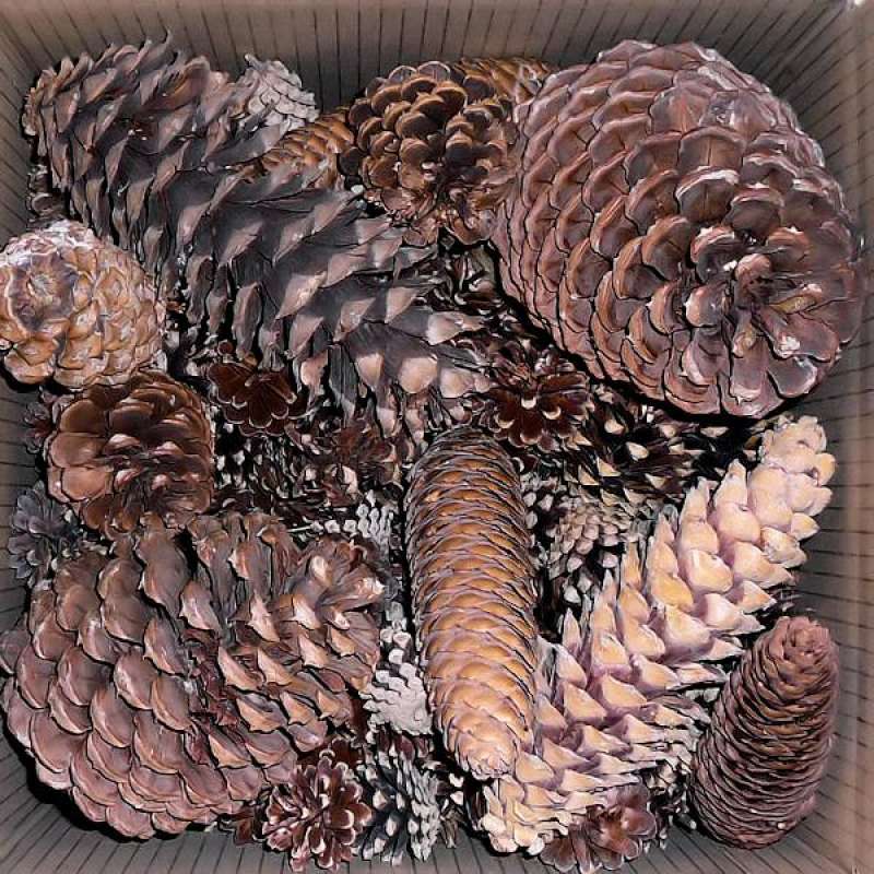 Pine Cone Musings  Horticulture and Home Pest News