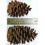 Ponderosa Pine Cones