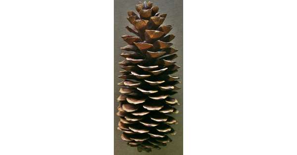 Bulk Mini Pine Cones - 1 Pound