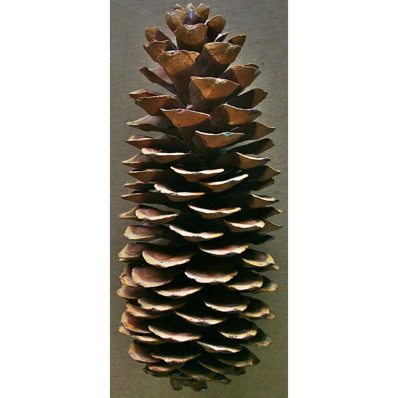 Pinecone Seconds - Large and Small
