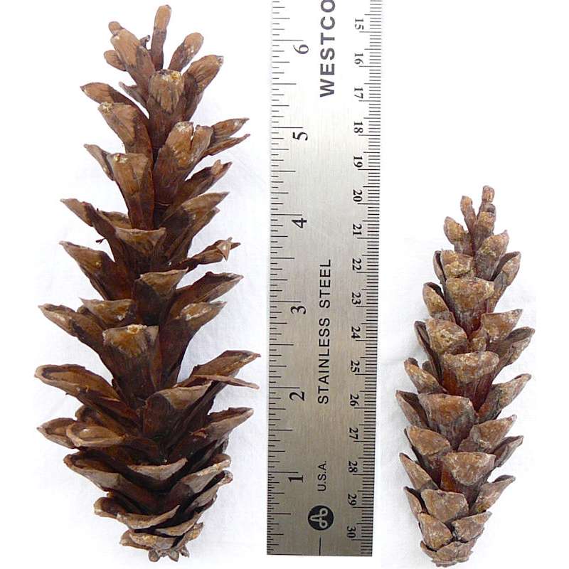 white pine cone